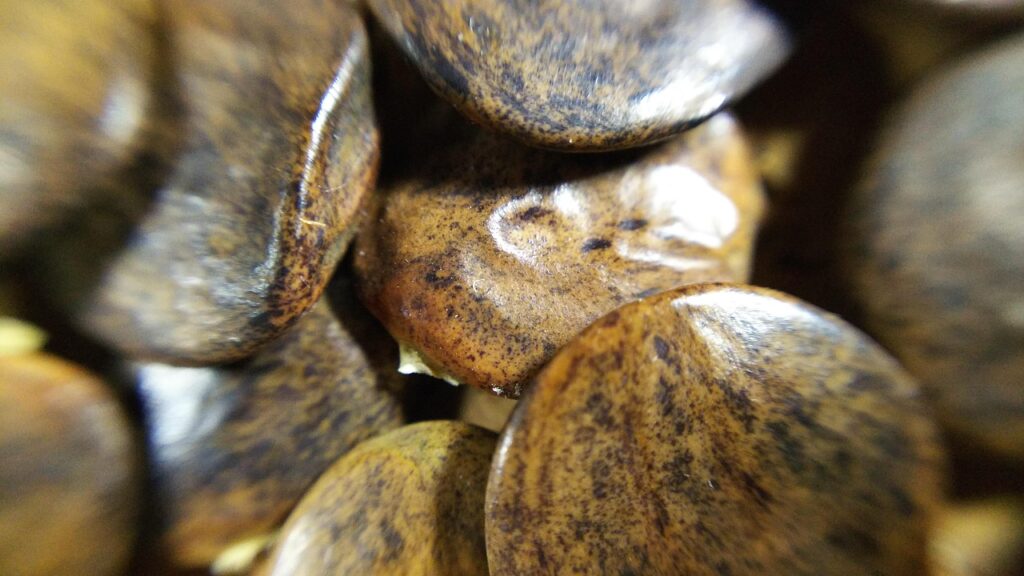 不倫のカウンセリングはZoomで可能なのか？