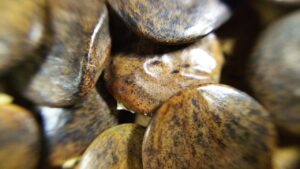 不倫のカウンセリングはZoomで可能なのか？